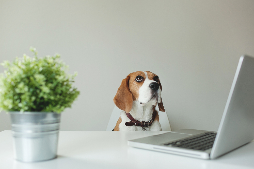 Wuff wuff! – Über Bürohunde und Unternehmenskultur