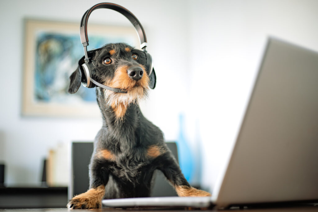 Ein Hund mit Headset vor einem Laptop