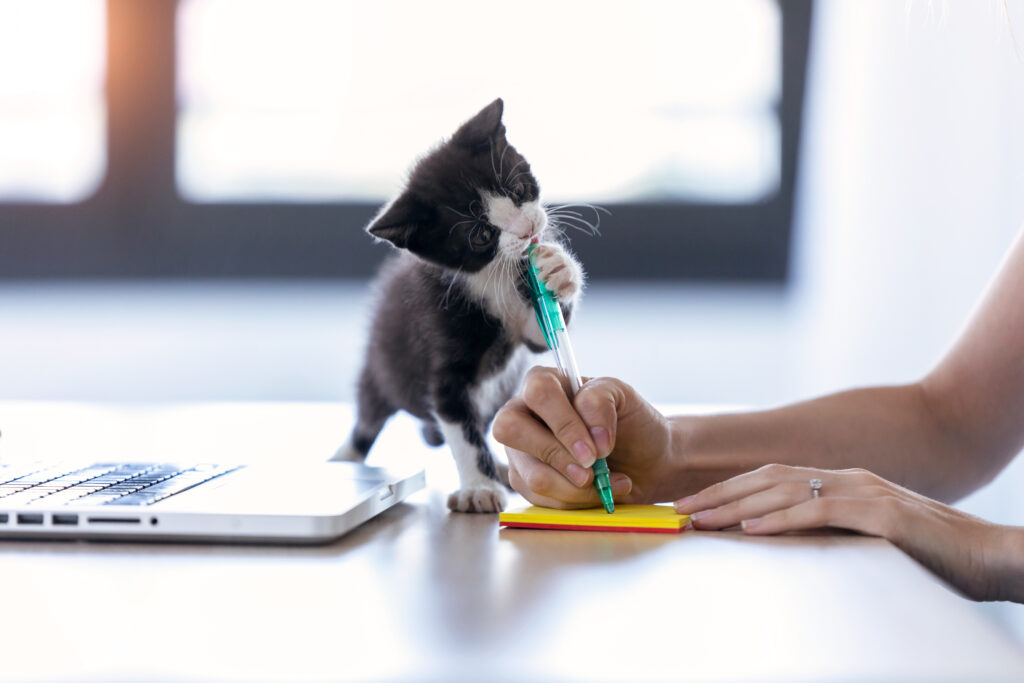 Eine junge Katze kaut an einem Stift.
